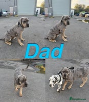 Cane Corso dogs - Advert 14
