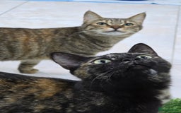 Mixed Breed cats for adoption: [Indoors Only] Lovely & affectionate Cuddlebugs - Image 21