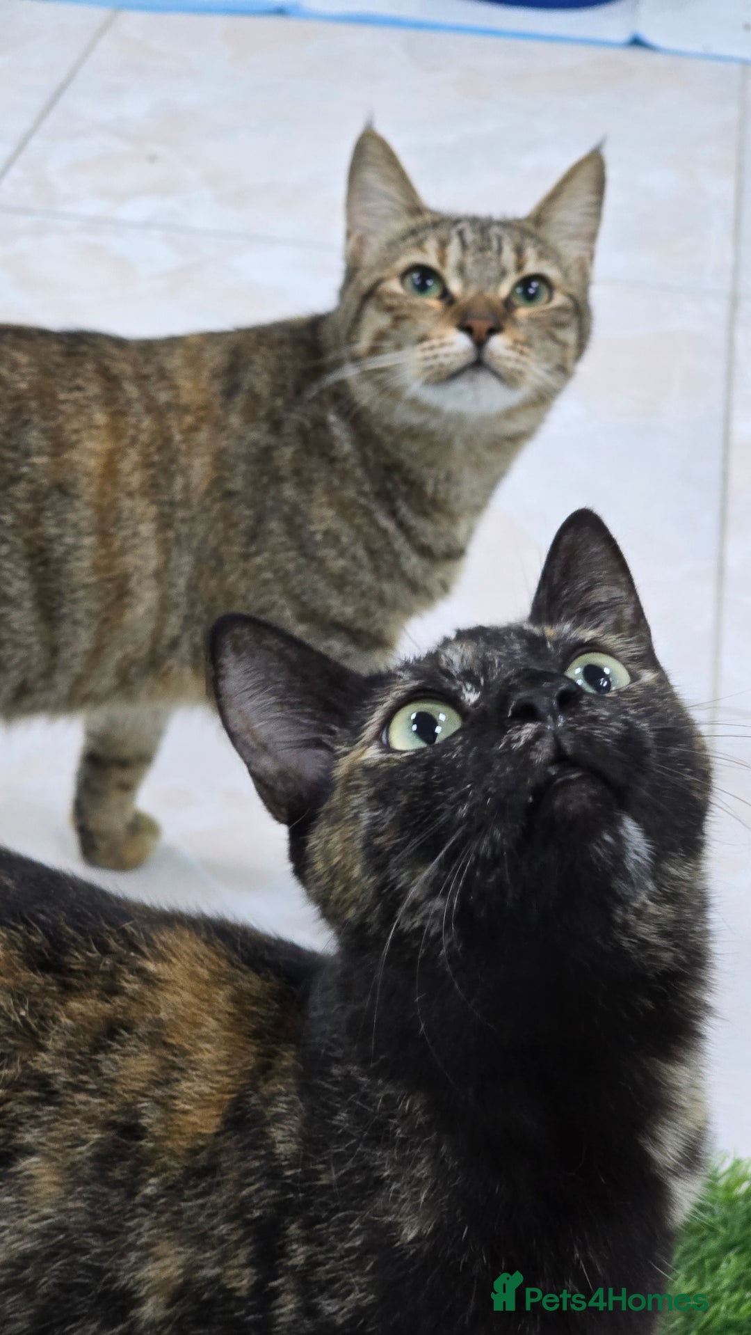 Mixed Breed cats for adoption: [Indoors Only] Lovely & affectionate Cuddlebugs - Image 21