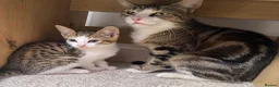 Mixed Breed cats for sale: Posey, female mixed breed - Advert 3