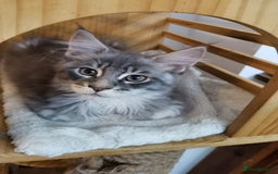 Maine Coon cats for sale: Two beautiful Maine Coon kittens - Image 5