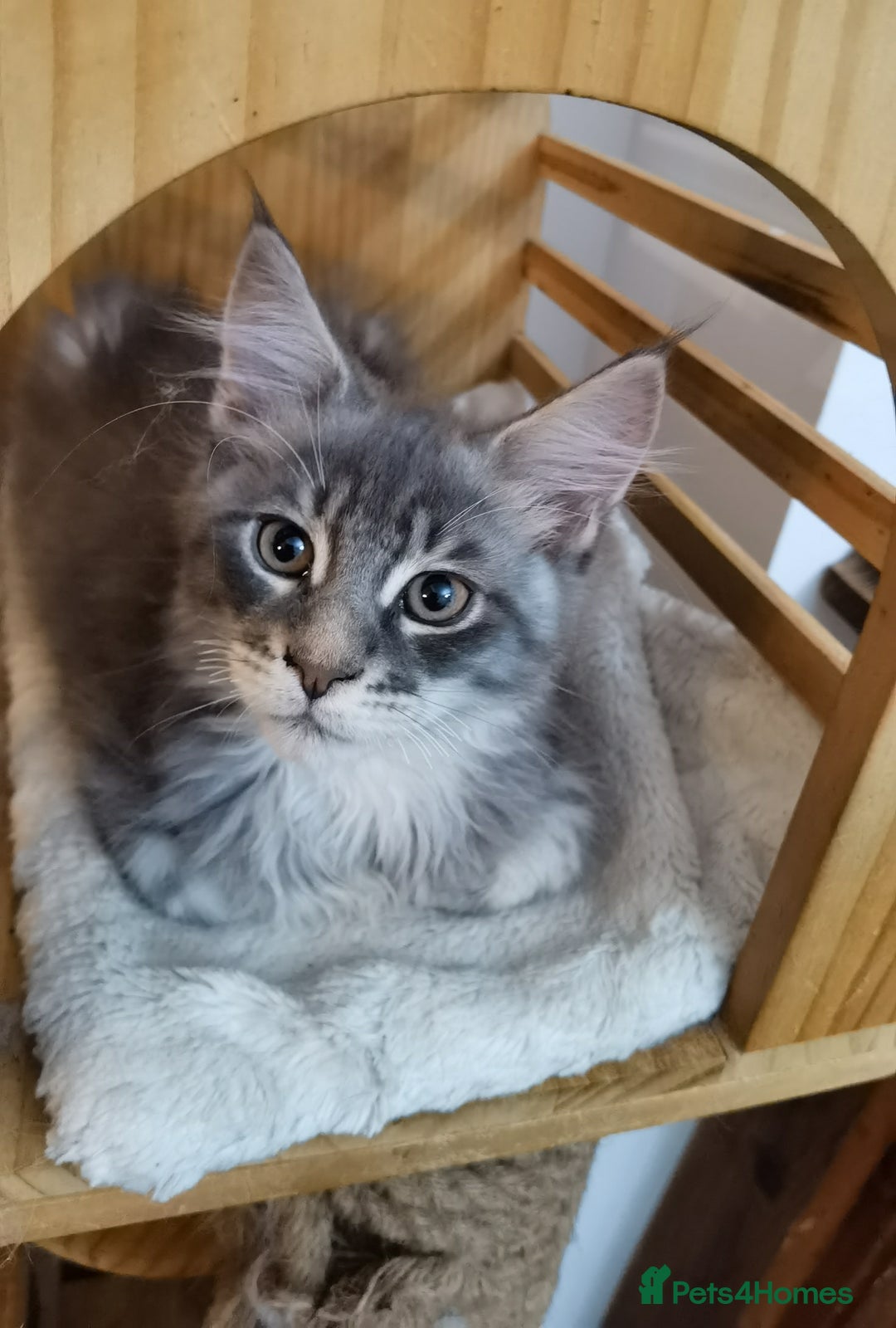 Maine Coon cats for sale: Two beautiful Maine Coon kittens - Image 5