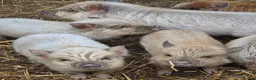 Pig livestock for sale: Kune kune piglets  - Advert 2