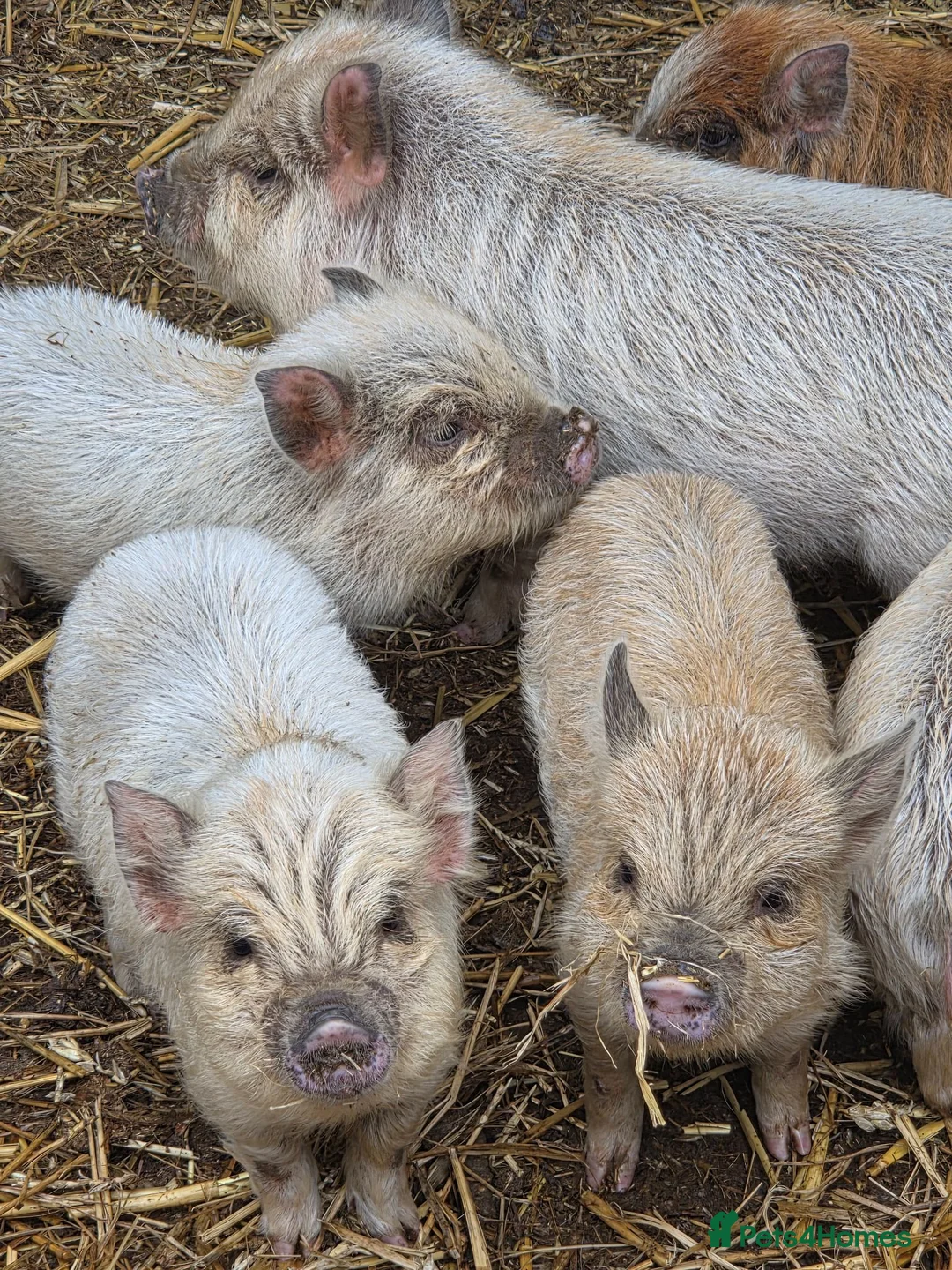 Pig livestock for sale: Kune kune piglets  - Advert 2