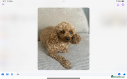 Toy Poodle dogs for sale: Red toy poodle female - Image 2