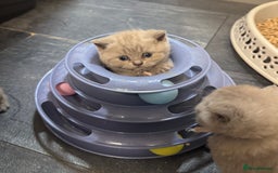 British Shorthair cats for sale: British blue shorthair  - Image 1