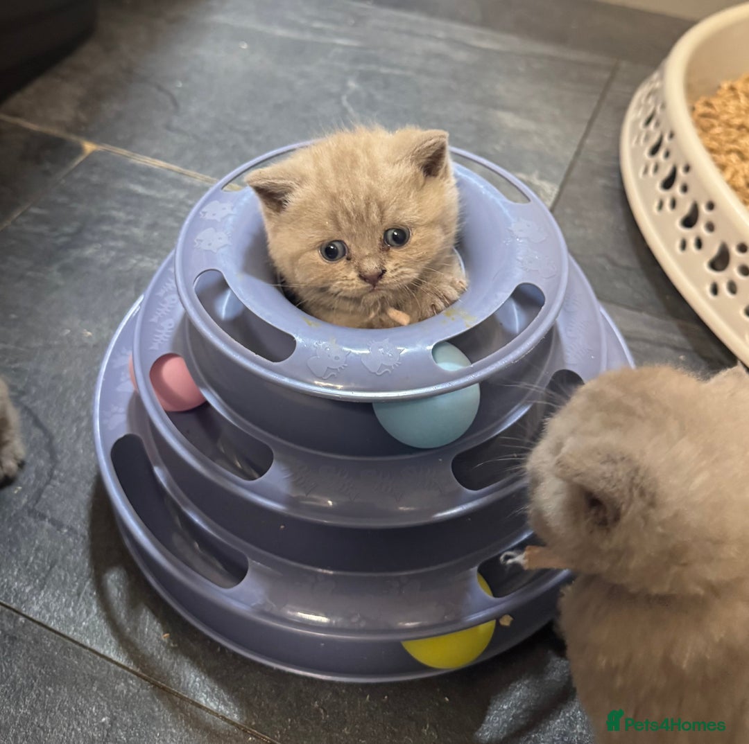 British Shorthair cats for sale: British blue shorthair  - Image 1