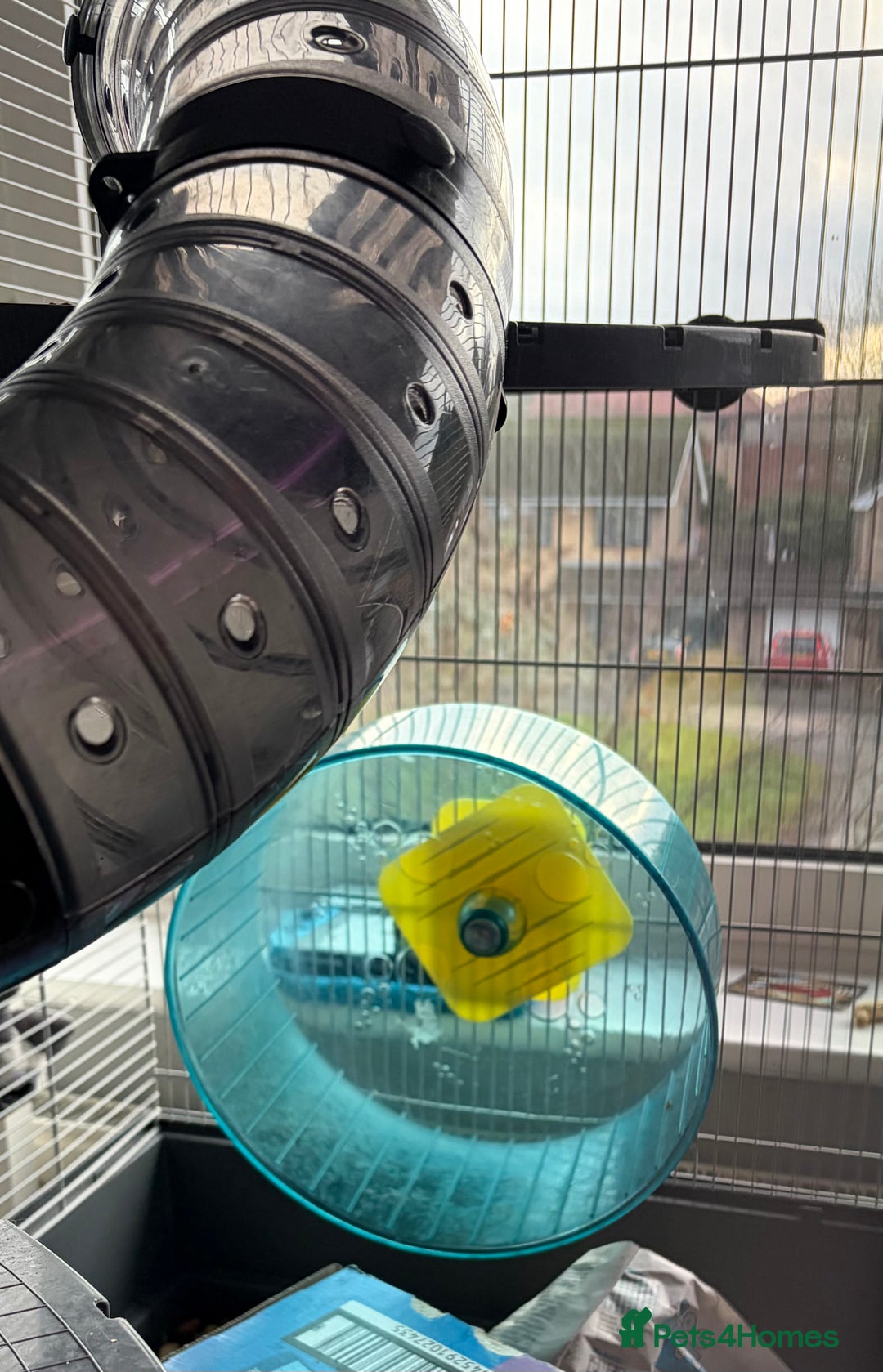 Rat rodents for sale: 2 x 9 month old male rats with complete set up  - Advert 5