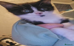 Mixed Breed cats for sale: Playful Kittens - Image 3