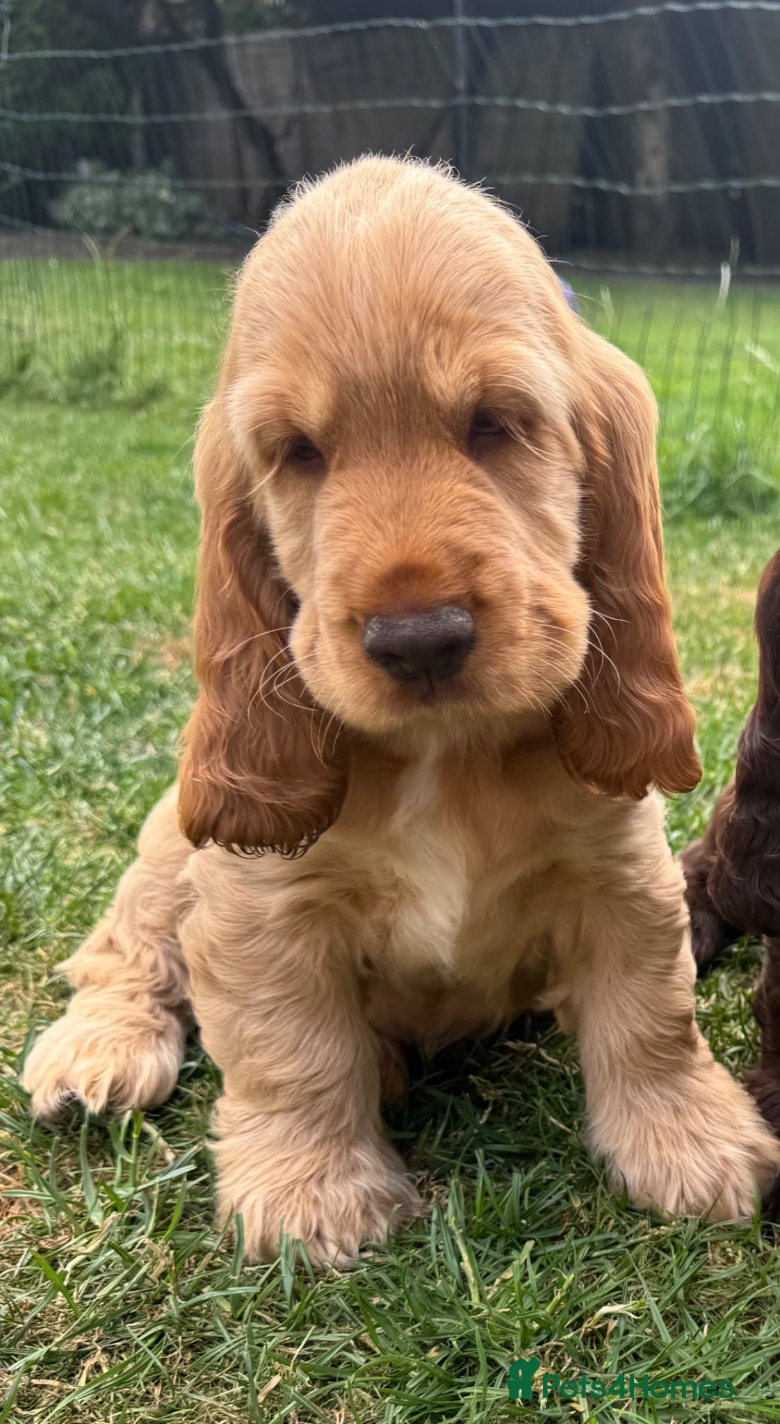Cocker Spaniel dogs Quality Simbawood Lines TRUE Show Type Cocker  - Advert 10