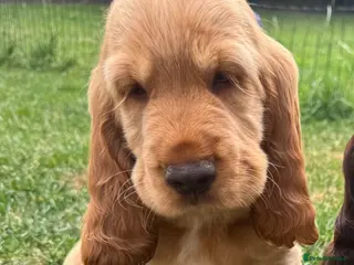 Cocker Spaniel dogs Quality Simbawood Lines TRUE Show Type Cocker - Advert 10