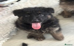 German Shepherd dogs for sale: Stunning long haired chunky German Shepard pups.  - Image 2