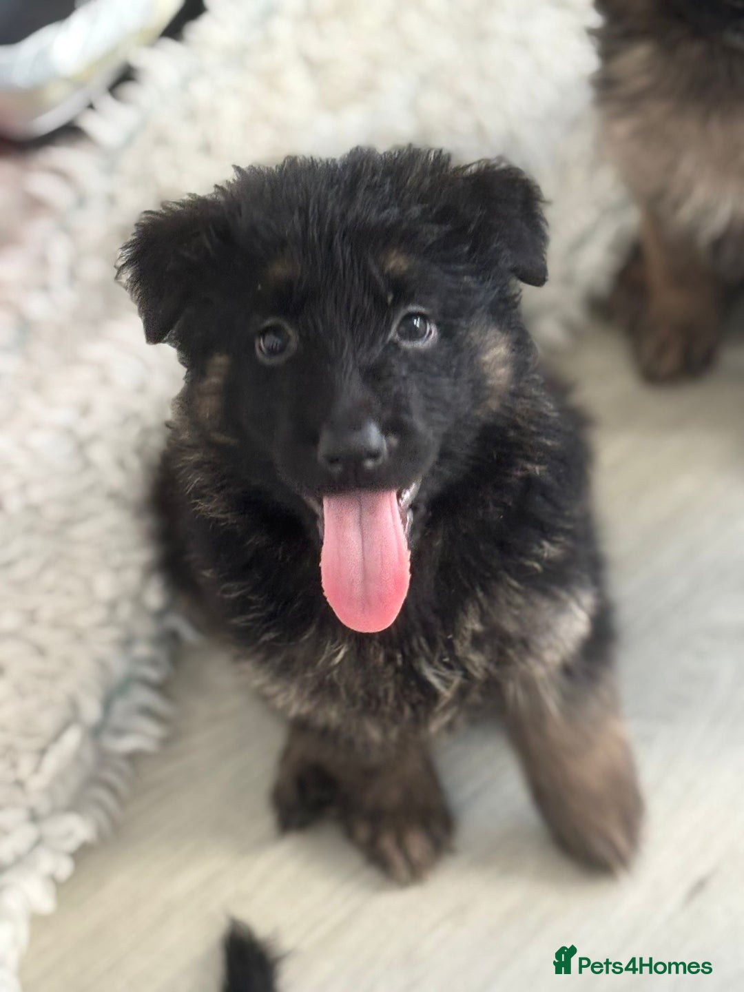 German Shepherd dogs for sale: Stunning long haired chunky German Shepard pups.  - Image 2