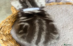 British Shorthair cats for sale: ❤️💙 GORGEOUS SILVER TABBY BSH CHAMPION LINES 💙❤️ - Image 18