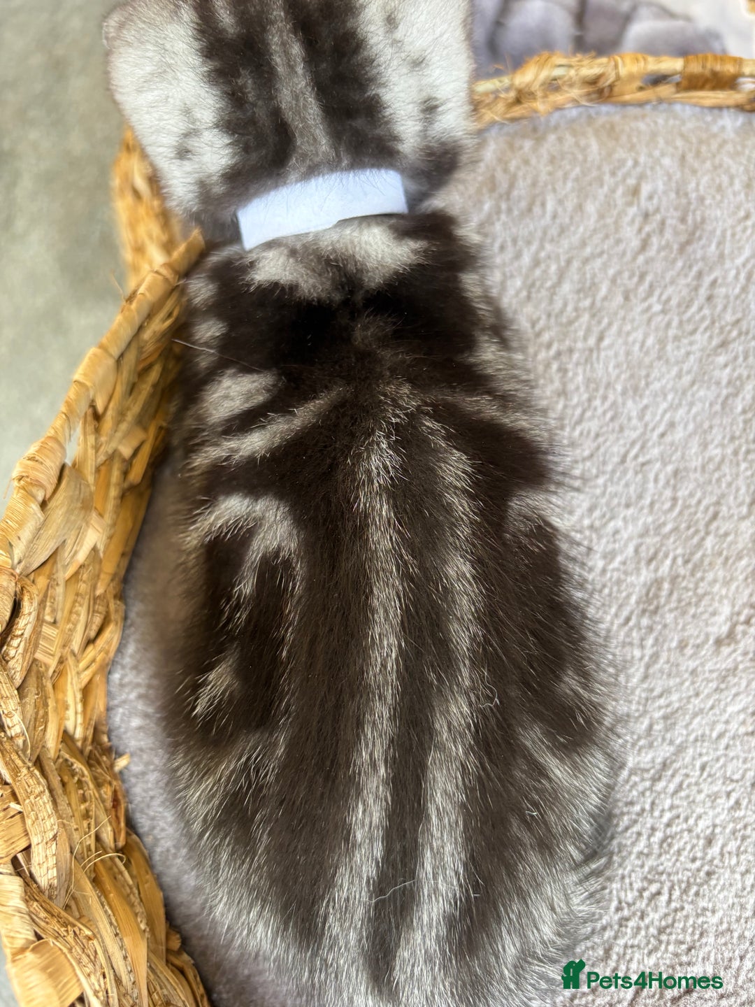 British Shorthair cats for sale: ❤️💙 GORGEOUS SILVER TABBY BSH CHAMPION LINES 💙❤️ - Image 18