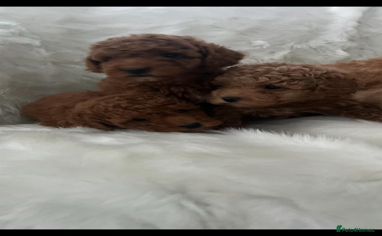 Cavapoo dogs Mixed litter of adorable cavapoo puppies - Advert 4