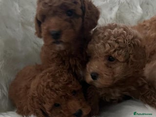 Cavapoo dogs Mixed litter of adorable cavapoo puppies - Advert 3