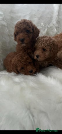 Cavapoo dogs Mixed litter of adorable cavapoo puppies - Advert 4