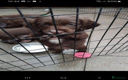 Sprocker dogs for sale: Sprocker  - Image 2