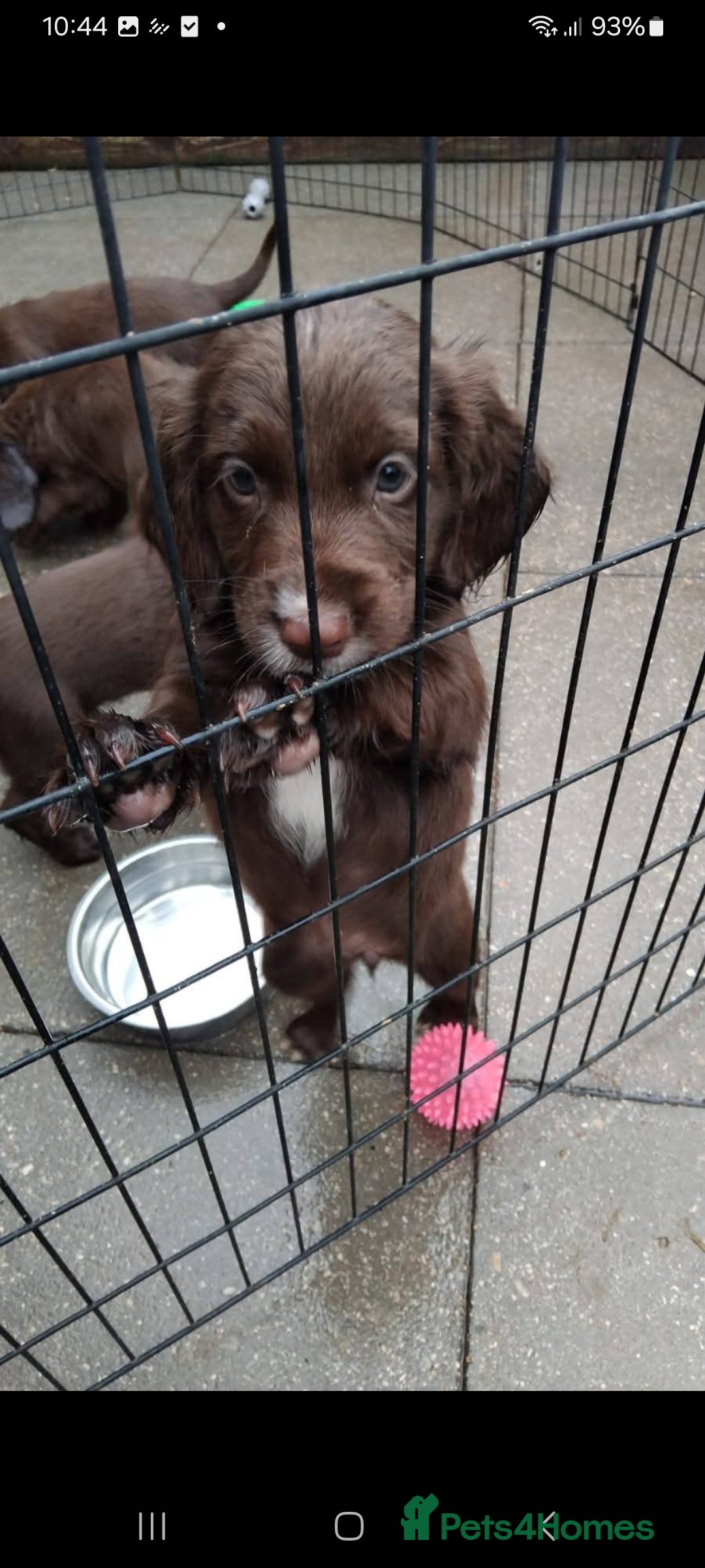 Sprocker dogs for sale: Sprocker  - Image 2