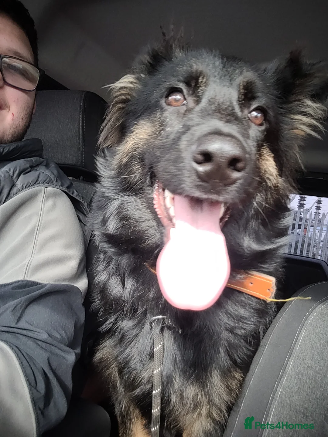 German Shepherd dogs for sale: German shepard pup in Wolverhampton - Advert 1