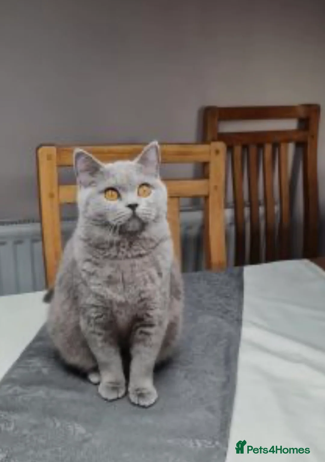 British Shorthair cats for sale: Chocolate British Shorthair for sale in Glasgow - Advert 5
