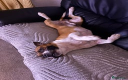 Staffordshire Bull Terrier dogs for stud: Proven Staffordshire Bull Terrier for Stud  - Image 32