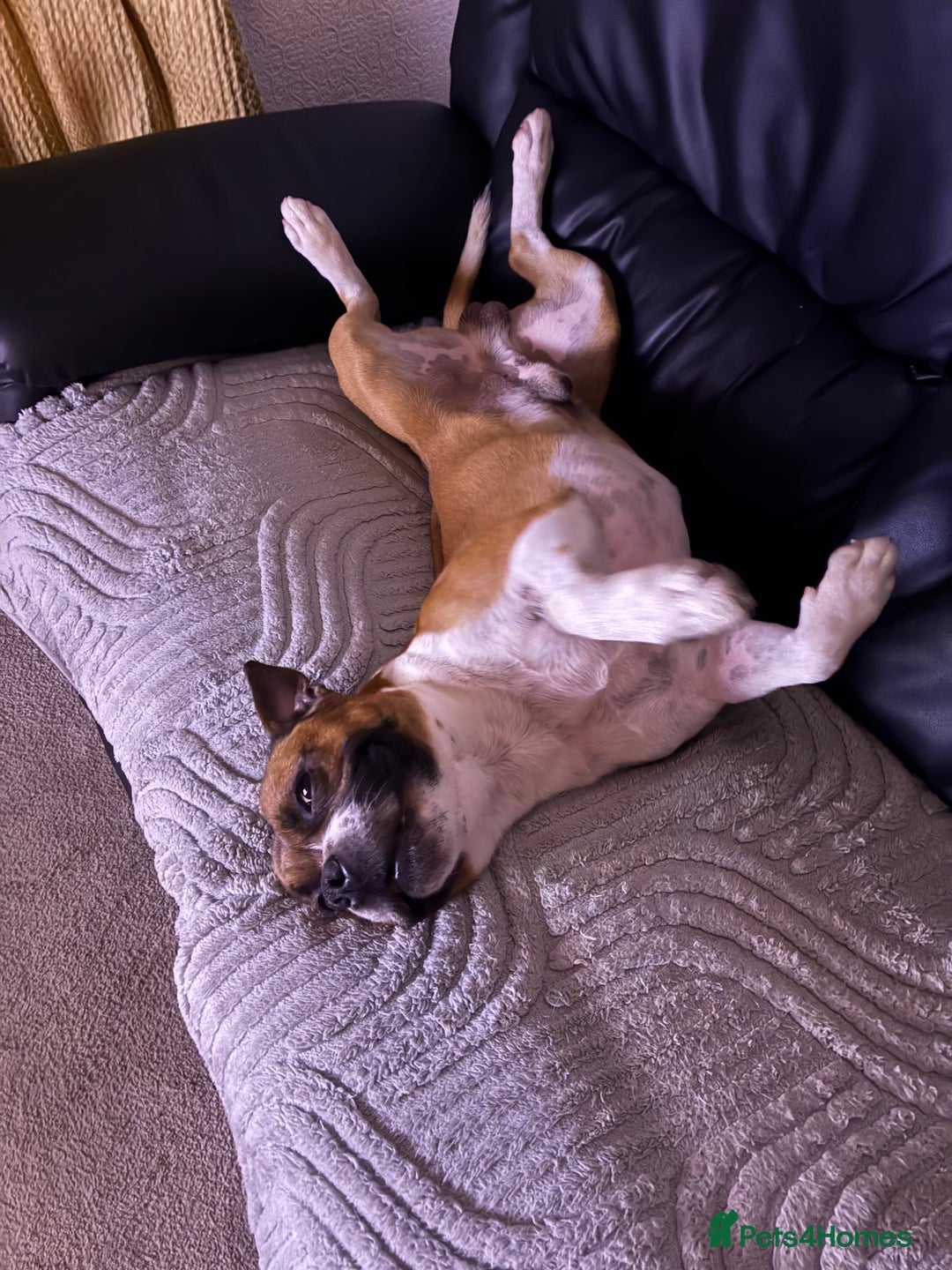 Staffordshire Bull Terrier dogs for stud: Proven Staffordshire Bull Terrier for Stud  - Image 32