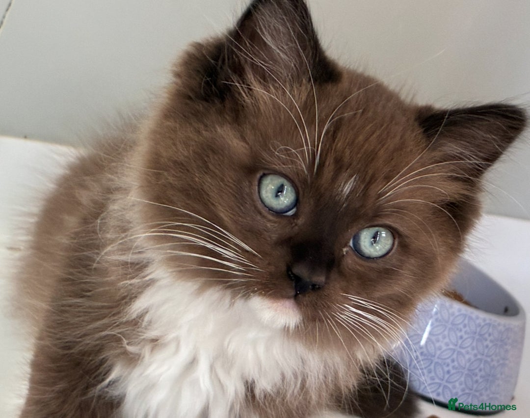 Ragdoll cats for sale:  READY TO LEAVE LAST FRMALE SEAL MINK  - Image 5