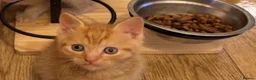 Mixed Breed cats for sale: 2 orange and 1 champagne male kittens - Advert 9