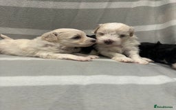 Maltipoo dogs for sale: Very small Maltipoo  - Image 25