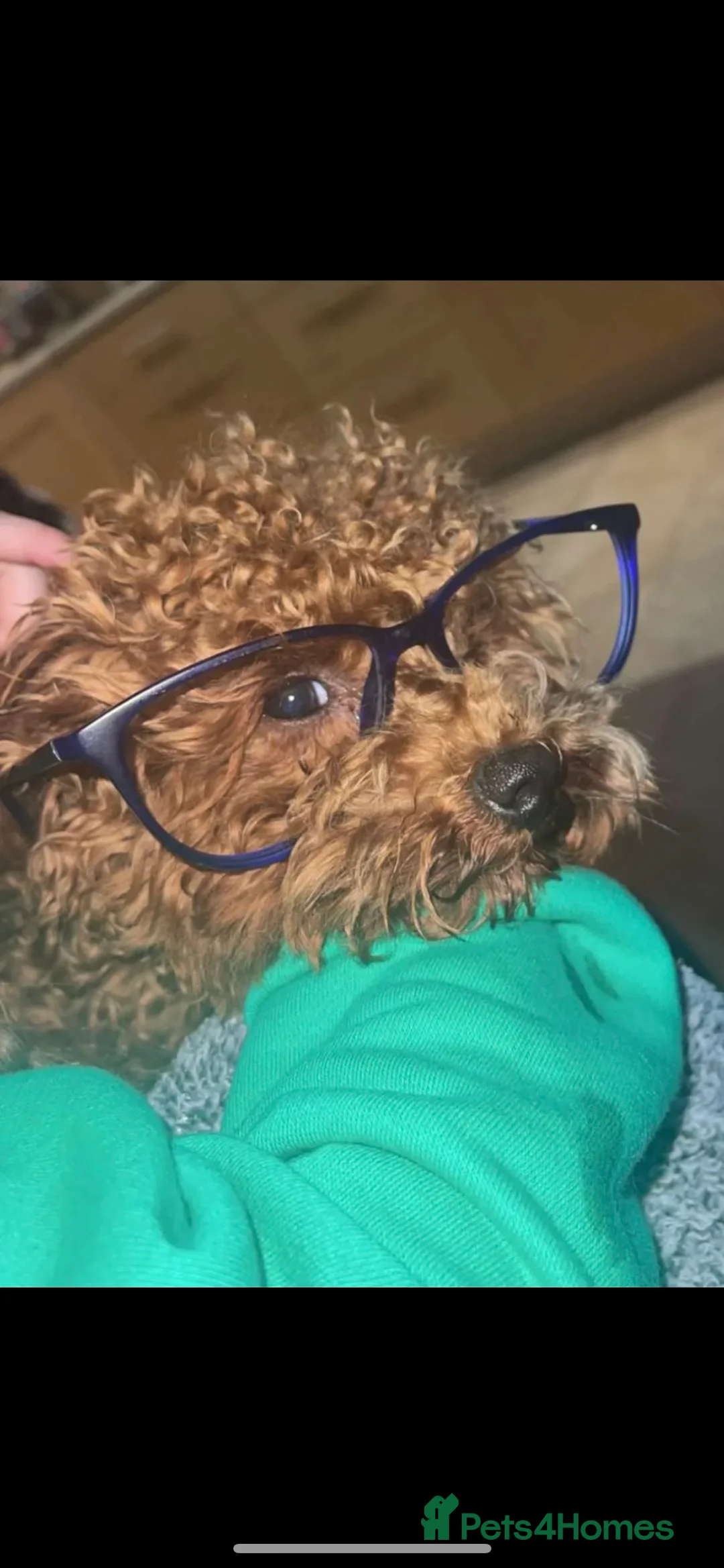 Toy Poodle dogs for stud: KC Red Toy Poodle in Cardigan - Advert 6