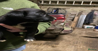 Mixed Breed dogs Welsh collie x red fox Labrador - Advert 10