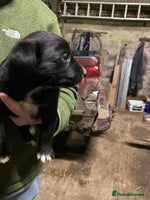 Mixed Breed dogs Welsh collie x red fox Labrador - Advert 10