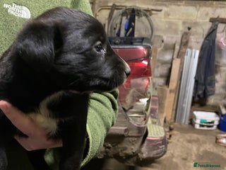 Mixed Breed dogs One little collie x labrador - Advert 1