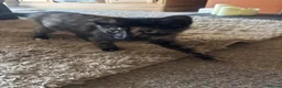 Mixed Breed cats for sale: 7 beautiful kittens looking for their forever home - Advert 8