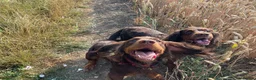 Cocker Spaniel dogs for sale: Tri working cocker spaniel girl  - Advert 2
