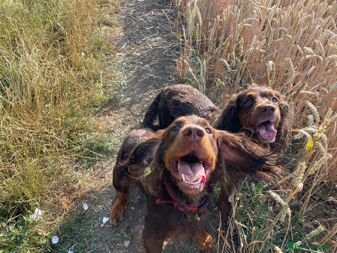 Cocker Spaniel dogs for sale: Tri working cocker spaniel girl  - Advert 2