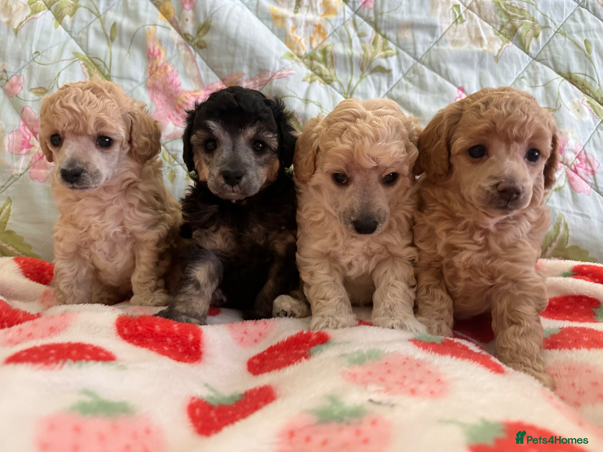 Toy Poodle dogs 🐩 extensively health tested Kc Toy poodle Puppies - Advert 1