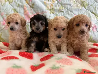 Toy Poodle dogs 🐩 extensively health tested Kc Toy poodle Puppies - Advert 1