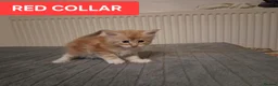Maine Coon cats for sale: 3 GINGER MAINE COON  KITTENS in Wolverhampton - Advert 16