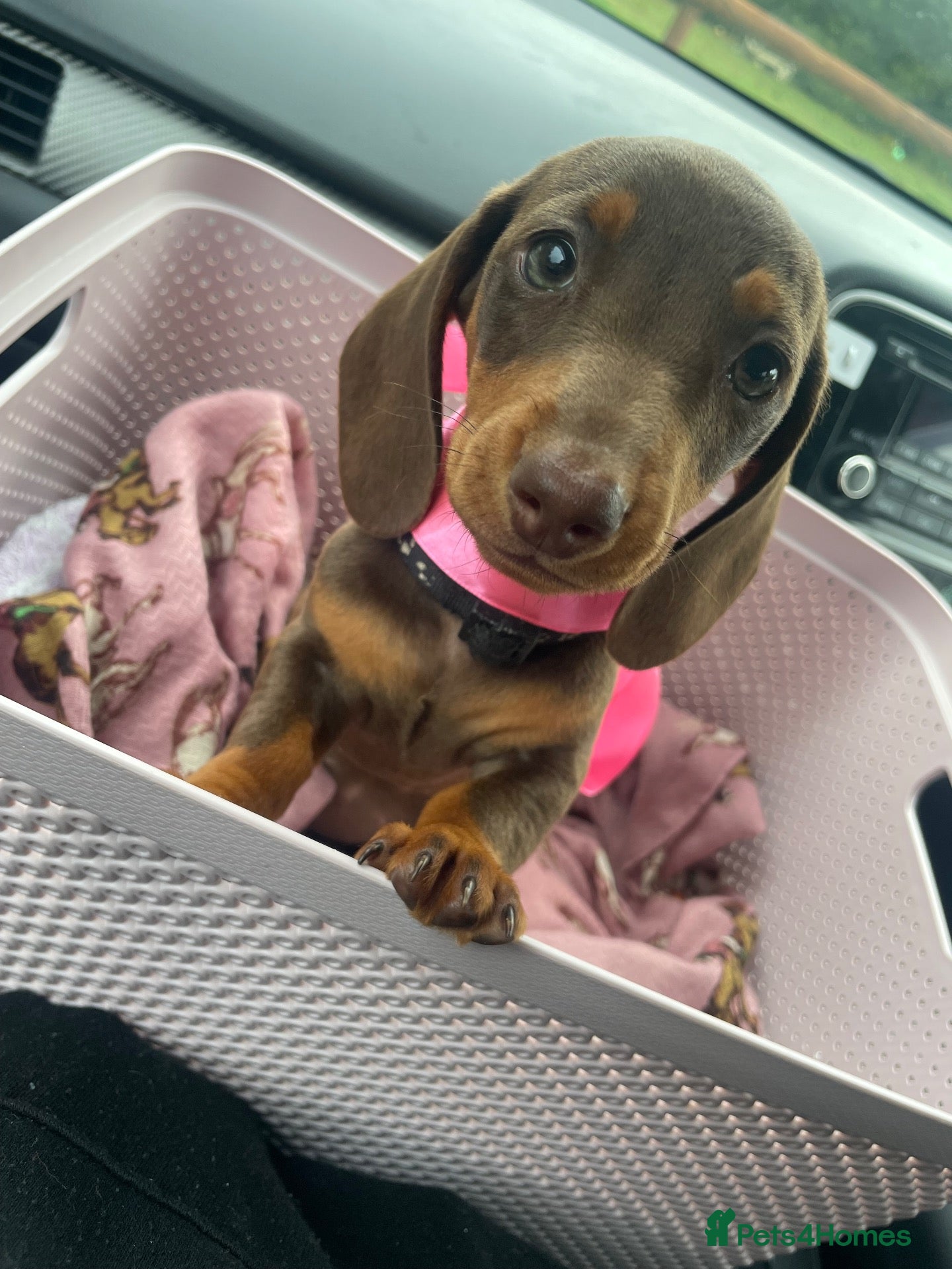 Miniature Dachshund dogs Miniature Dachshund Pups ready to leave 🐶  - Advert 10