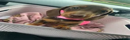 Miniature Dachshund dogs for sale: Miniature Dachshund Pups ready to leave 🐶  - Advert 4