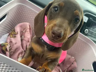 Miniature Dachshund dogs Miniature Dachshund Pups ready to leave 🐶 - Advert 2