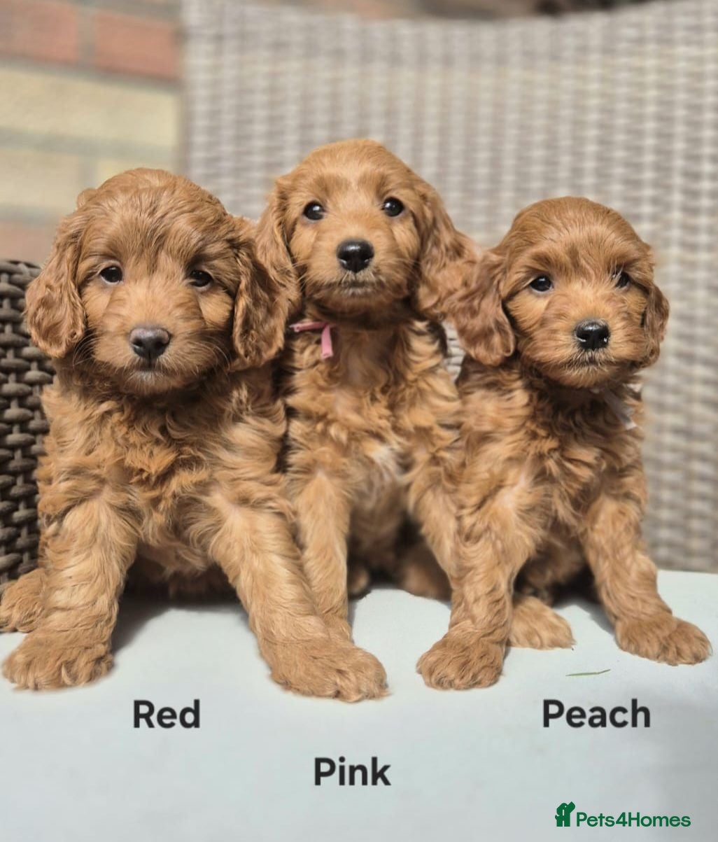 Goldendoodle dogs Red F1bb miniature Goldendoodles dna clear - Advert 1