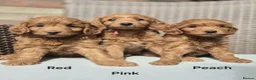 Goldendoodle dogs for sale: READY..Red F1bb miniature Goldendoodles dna clear - Advert 4