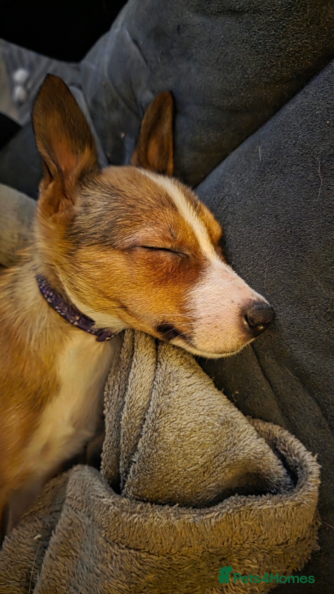 Mixed Breed dogs for sale: Beautiful collie x kelpie girl  - Advert 7