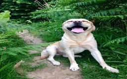 Labrador Retriever dogs for sale: Chunky KC Registered Labrador puppies - Image 21