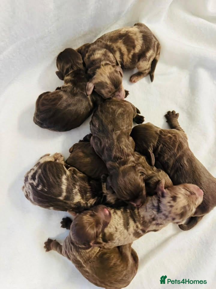 Cockapoo dogs DNA CLEAR, Merle Cockapoos, Ready 6th Novemeber - Advert 5