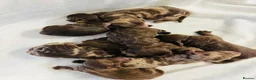 Cockapoo dogs for sale: DNA CLEAR, Merle Cockapoos, Ready 6th Novemeber - Advert 1
